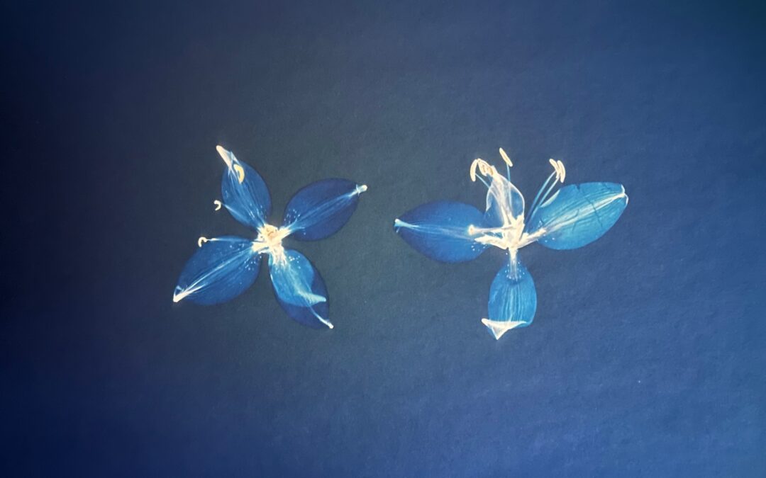 Ausstellung Botanische Notizen